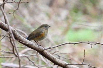 ルリビタキ じゅん菜池緑地(蓴菜池緑地) 2023年12月24日(日)