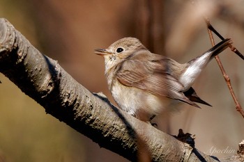 Red-breasted Flycatcher 小網代の森 Sat, 2/3/2024