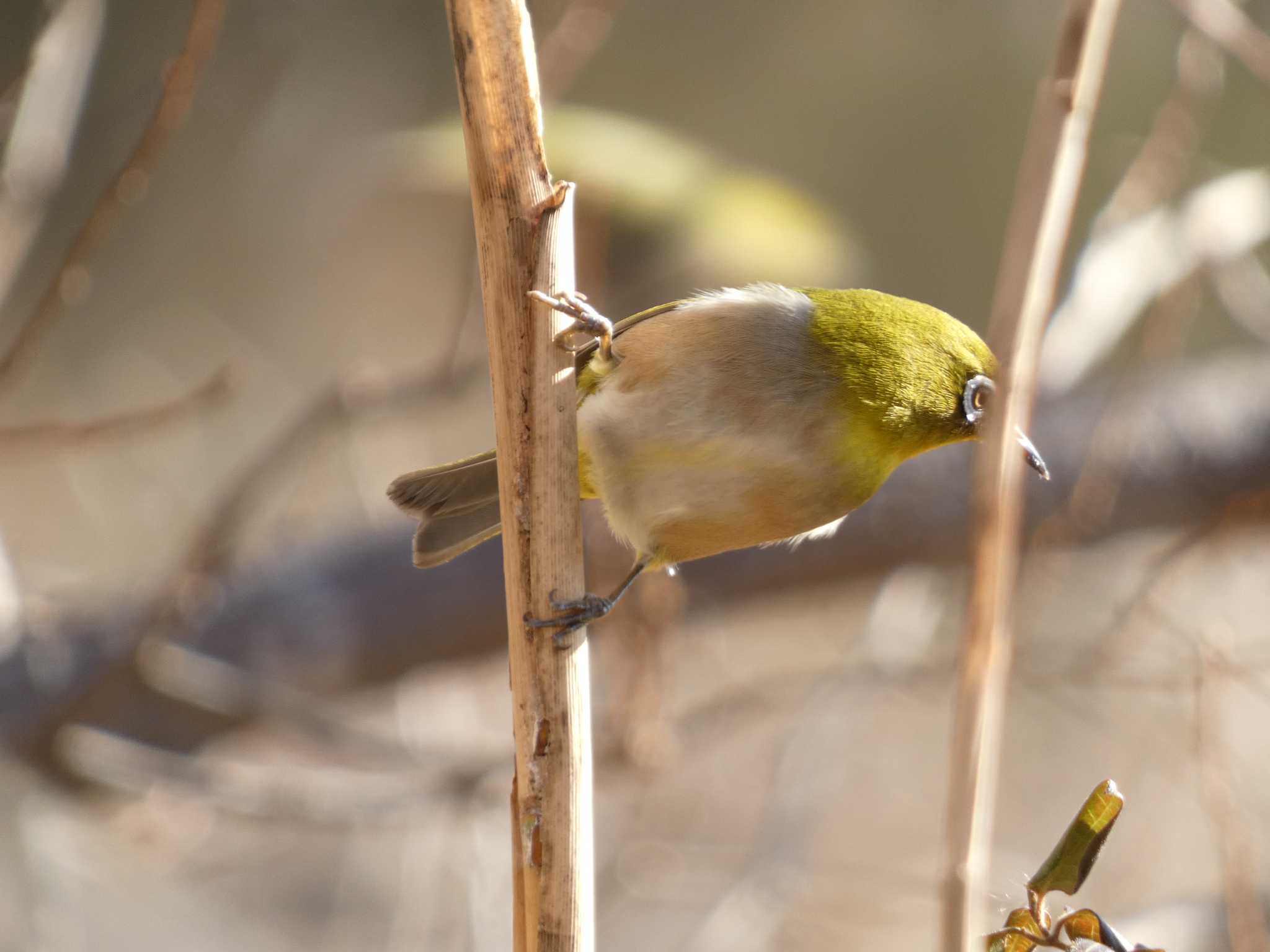 Warbling White-eye