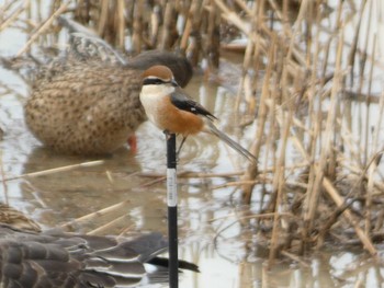 Bull-headed Shrike 加賀市鴨池観察館 Mon, 1/22/2024