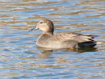 2023年11月26日(日) 富士川河口の野鳥観察記録