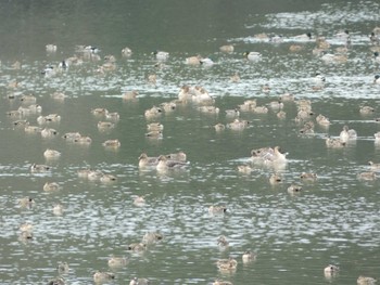 Tundra Bean Goose 加賀市鴨池観察館 Mon, 1/22/2024