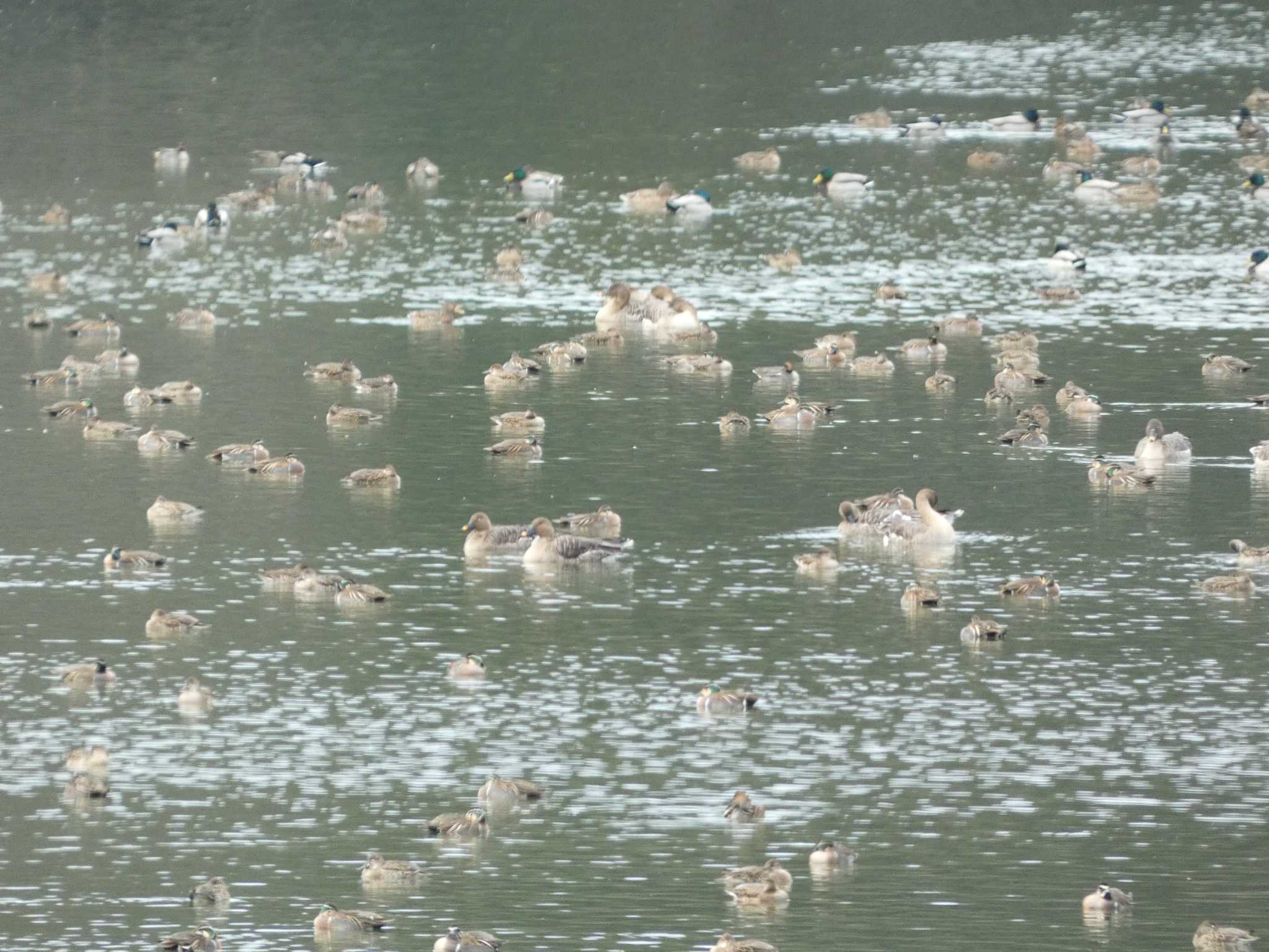 Tundra Bean Goose