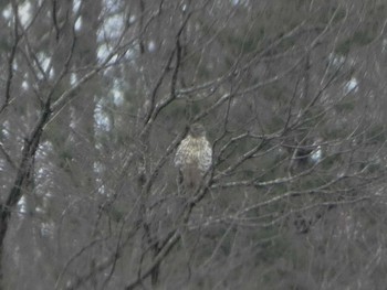 Eurasian Goshawk 加賀市鴨池観察館 Mon, 1/22/2024