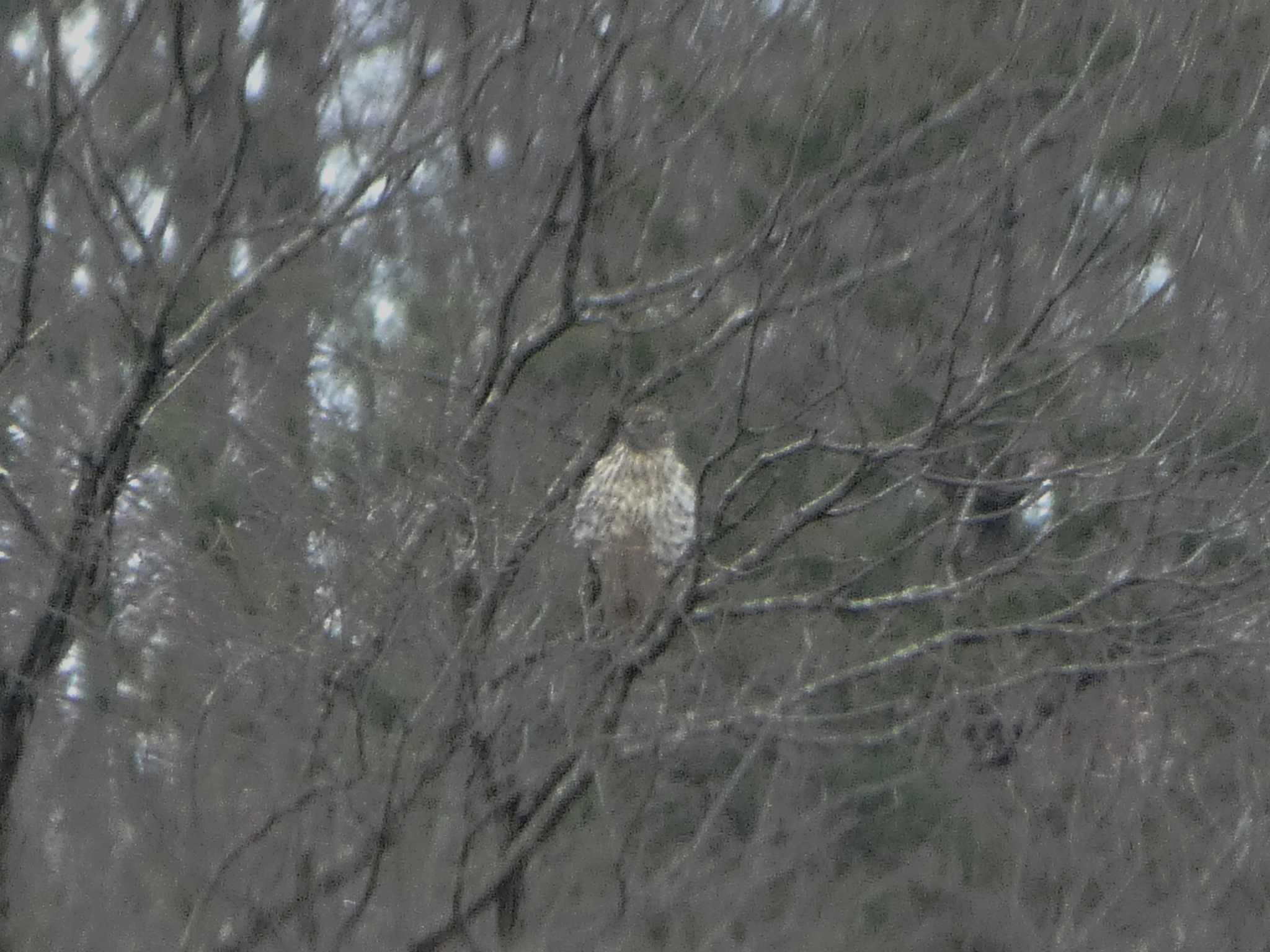 Eurasian Goshawk