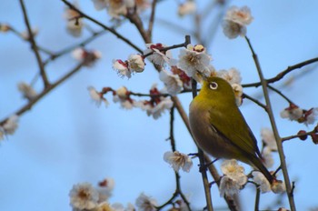 Warbling White-eye ＭＦ Wed, 2/7/2024