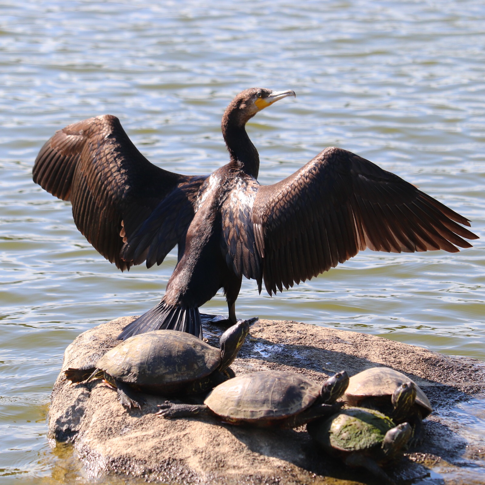 Photo of Great Cormorant at 長居公園 by sakura