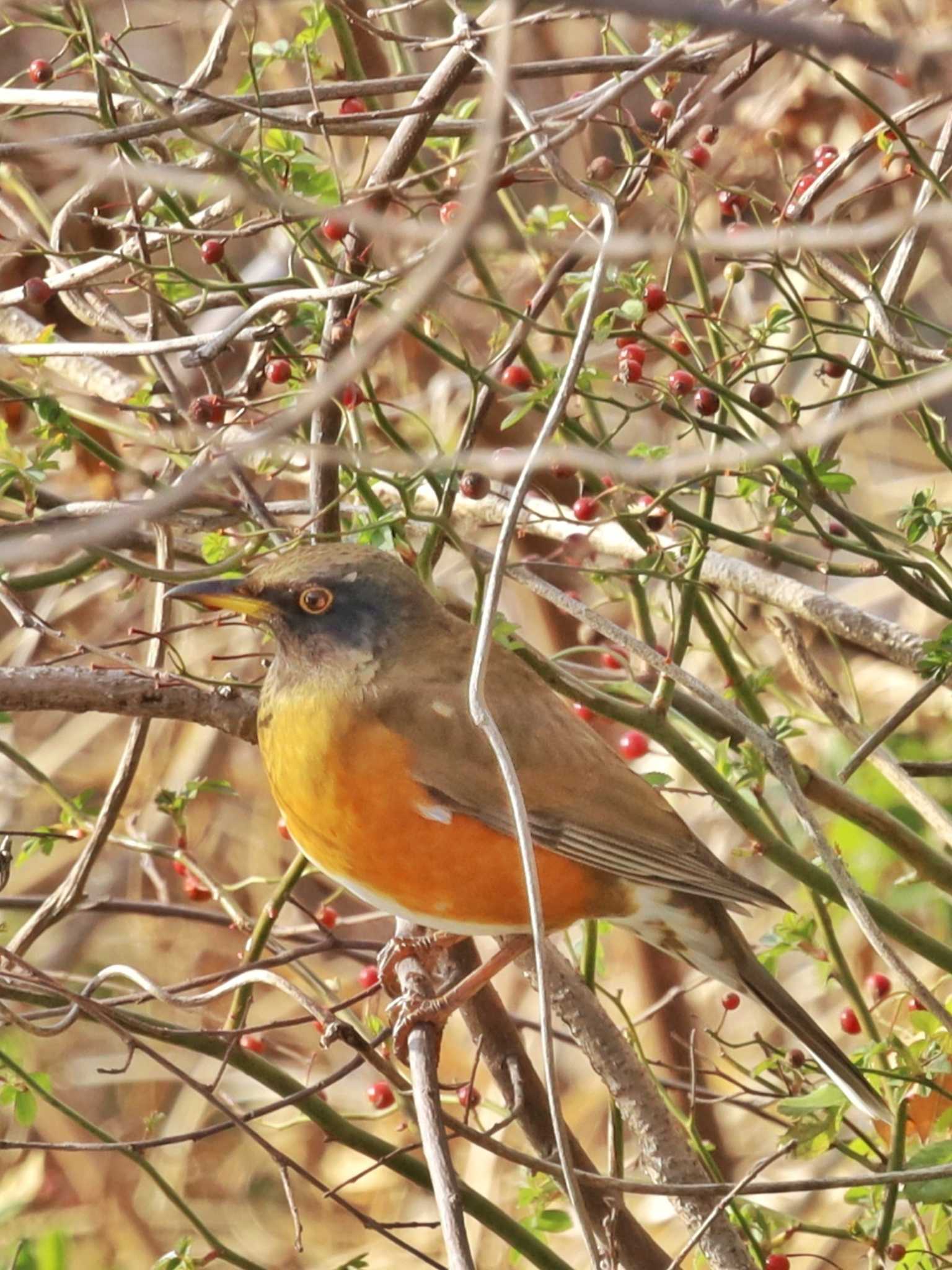 Photo of Brown-headed Thrush(orii) at 平塚 by ruri