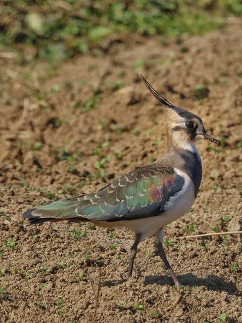 Northern Lapwing 平塚田んぼ Thu, 11/10/2022