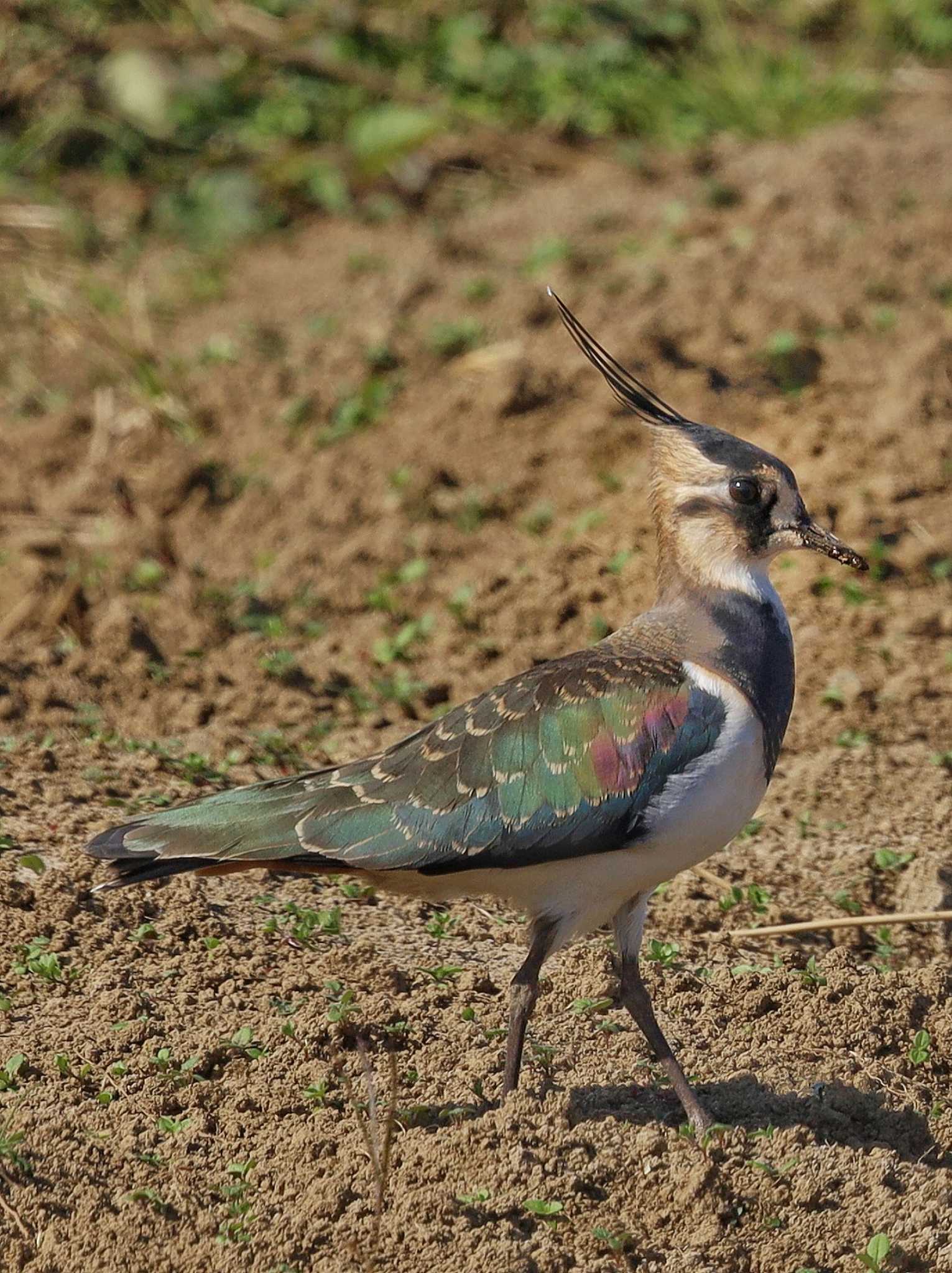 Photo of Northern Lapwing at 平塚田んぼ by ruri