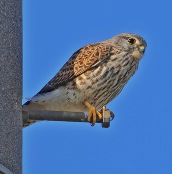 Common Kestrel Unknown Spots Mon, 12/12/2022