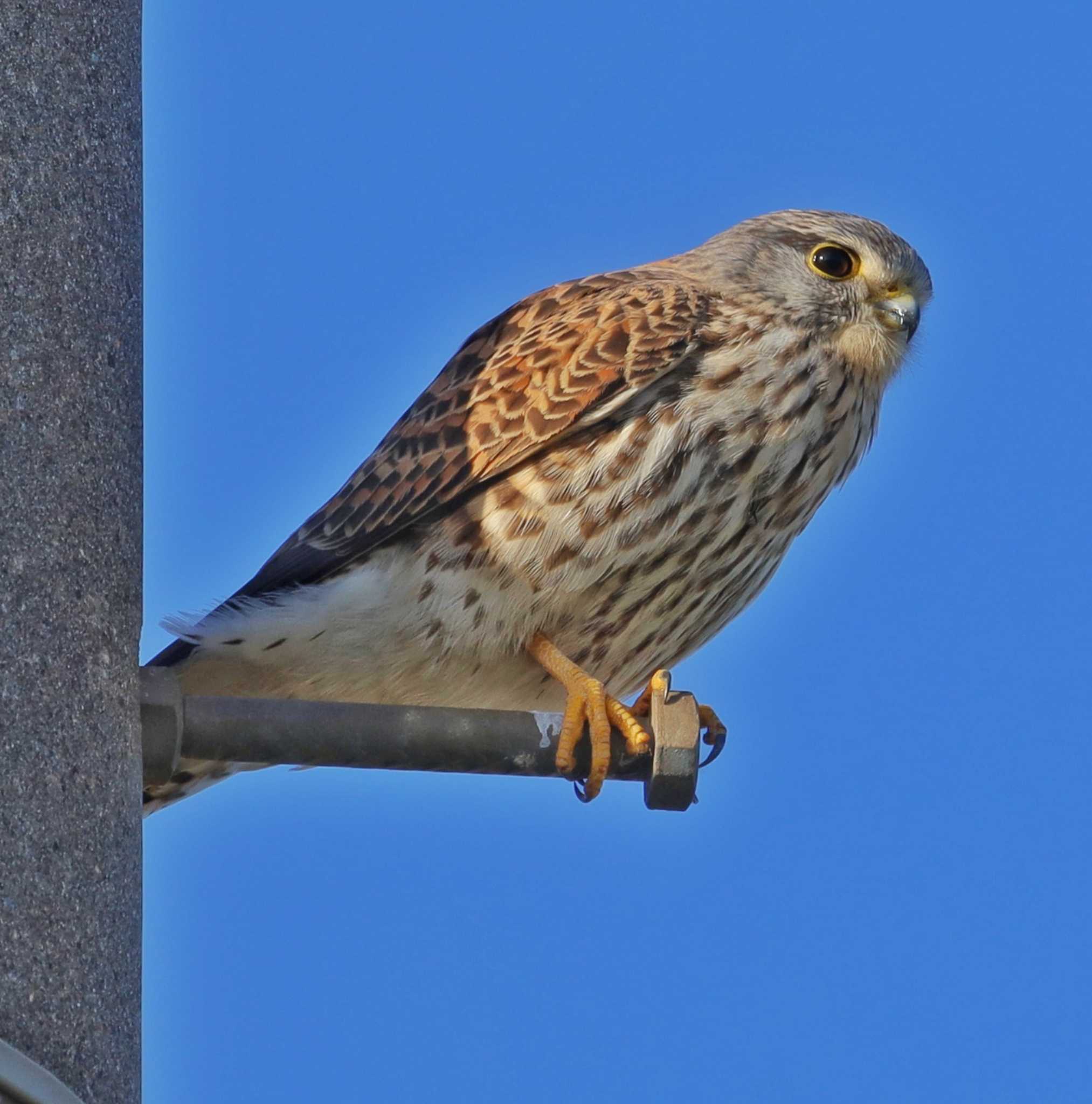 Photo of Common Kestrel at  by ruri