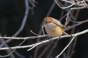 Bull-headed Shrike 小網代の森 Sat, 2/3/2024