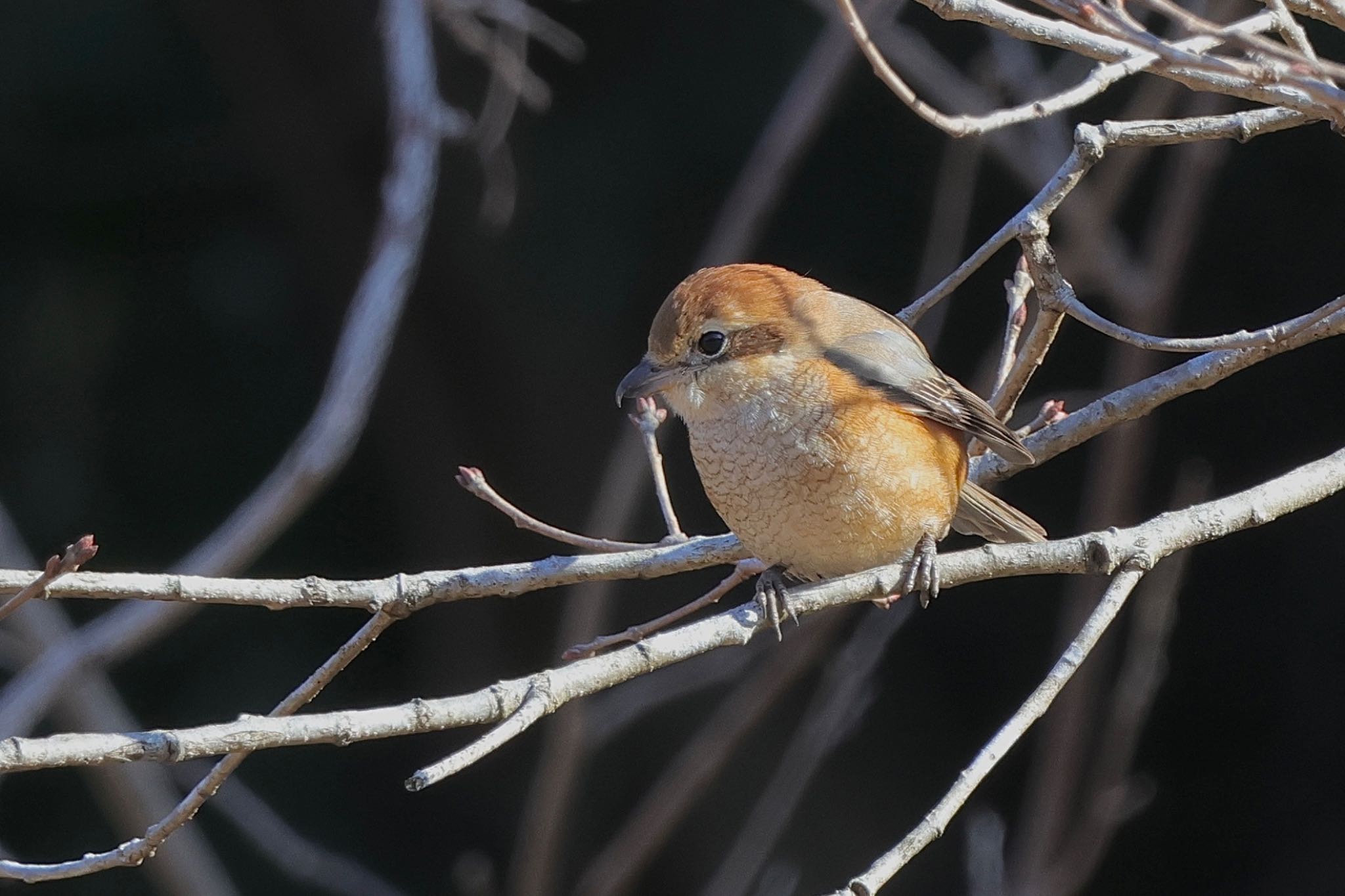 Bull-headed Shrike