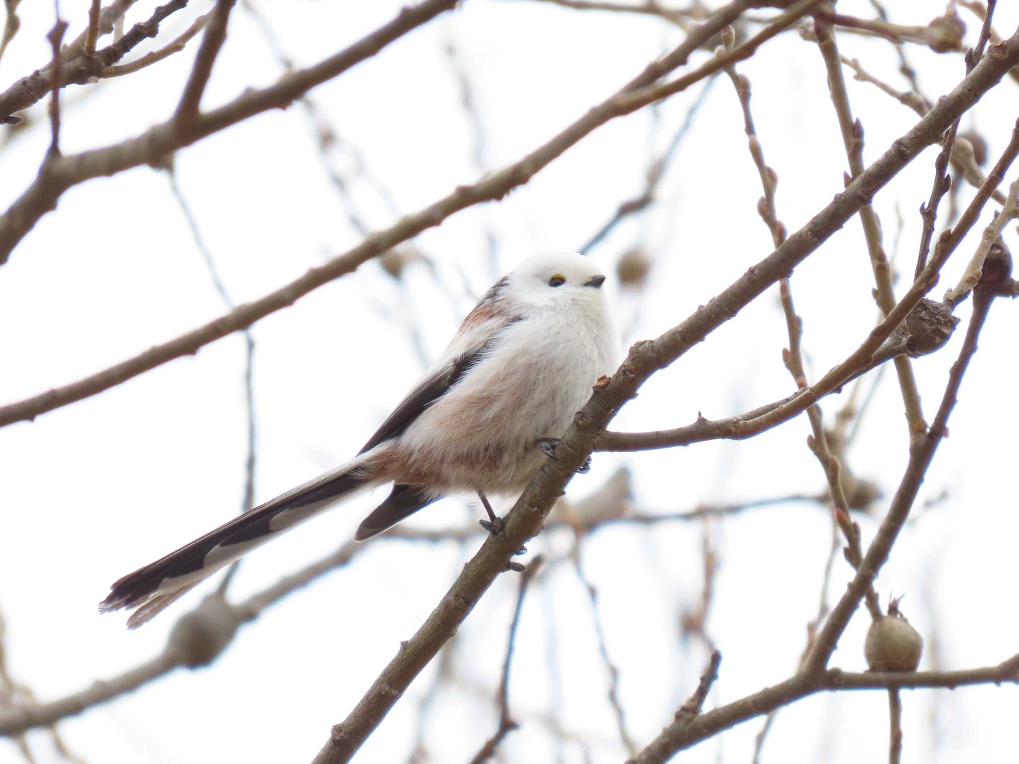 Long-tailed tit(japonicus)