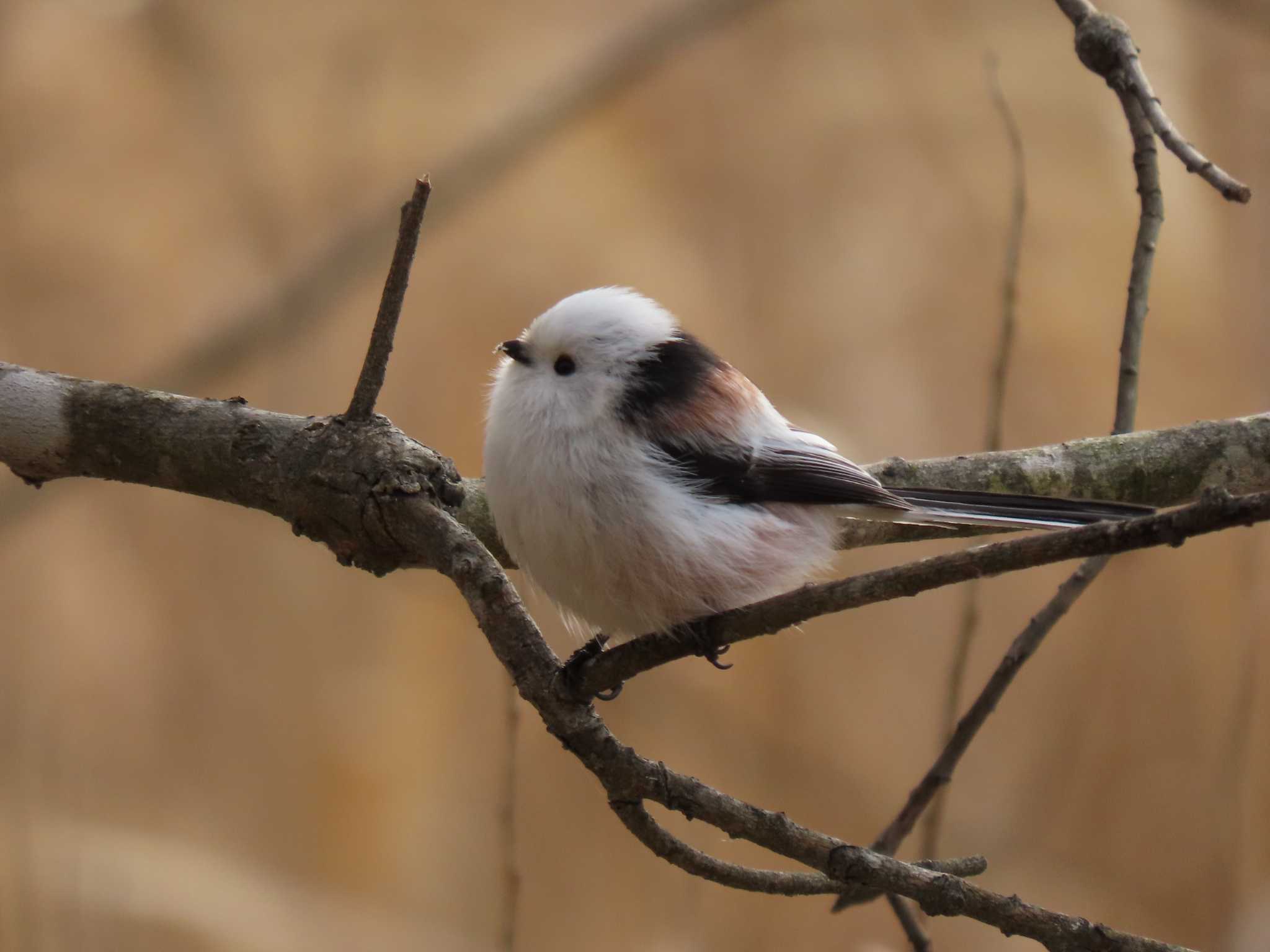 Long-tailed tit(japonicus)