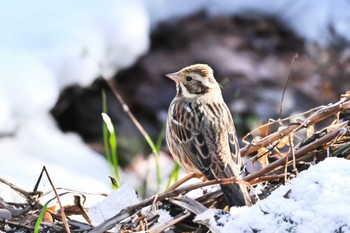 Rustic Bunting Kitamoto Nature Observation Park Wed, 2/7/2024