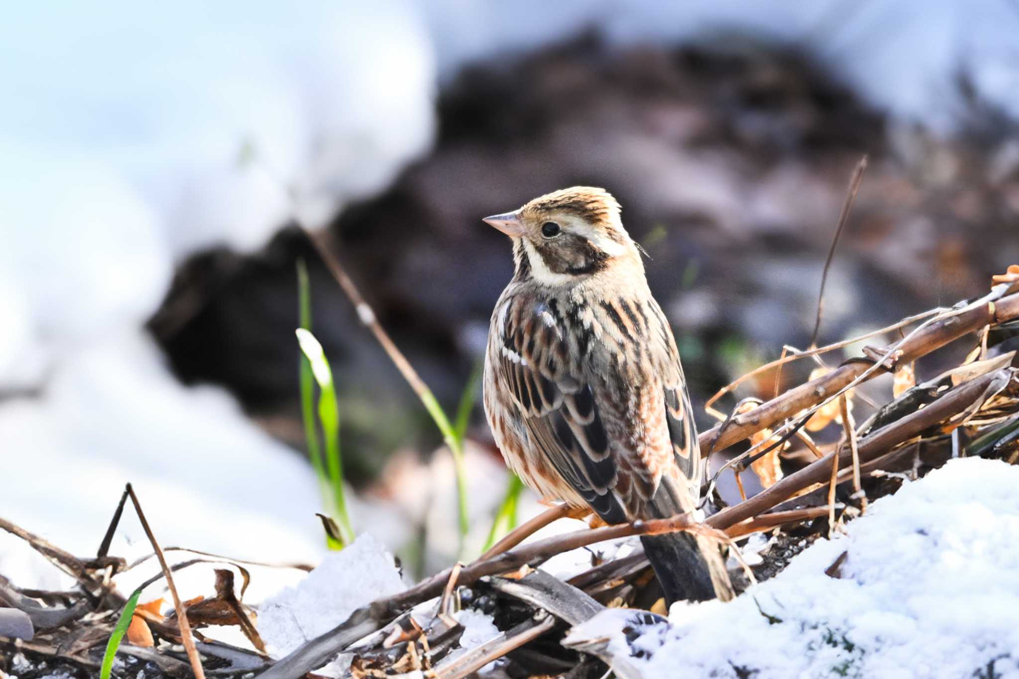 Photo of Rustic Bunting at Kitamoto Nature Observation Park by Yokai