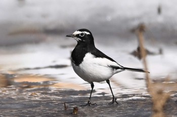 Japanese Wagtail Kitamoto Nature Observation Park Wed, 2/7/2024