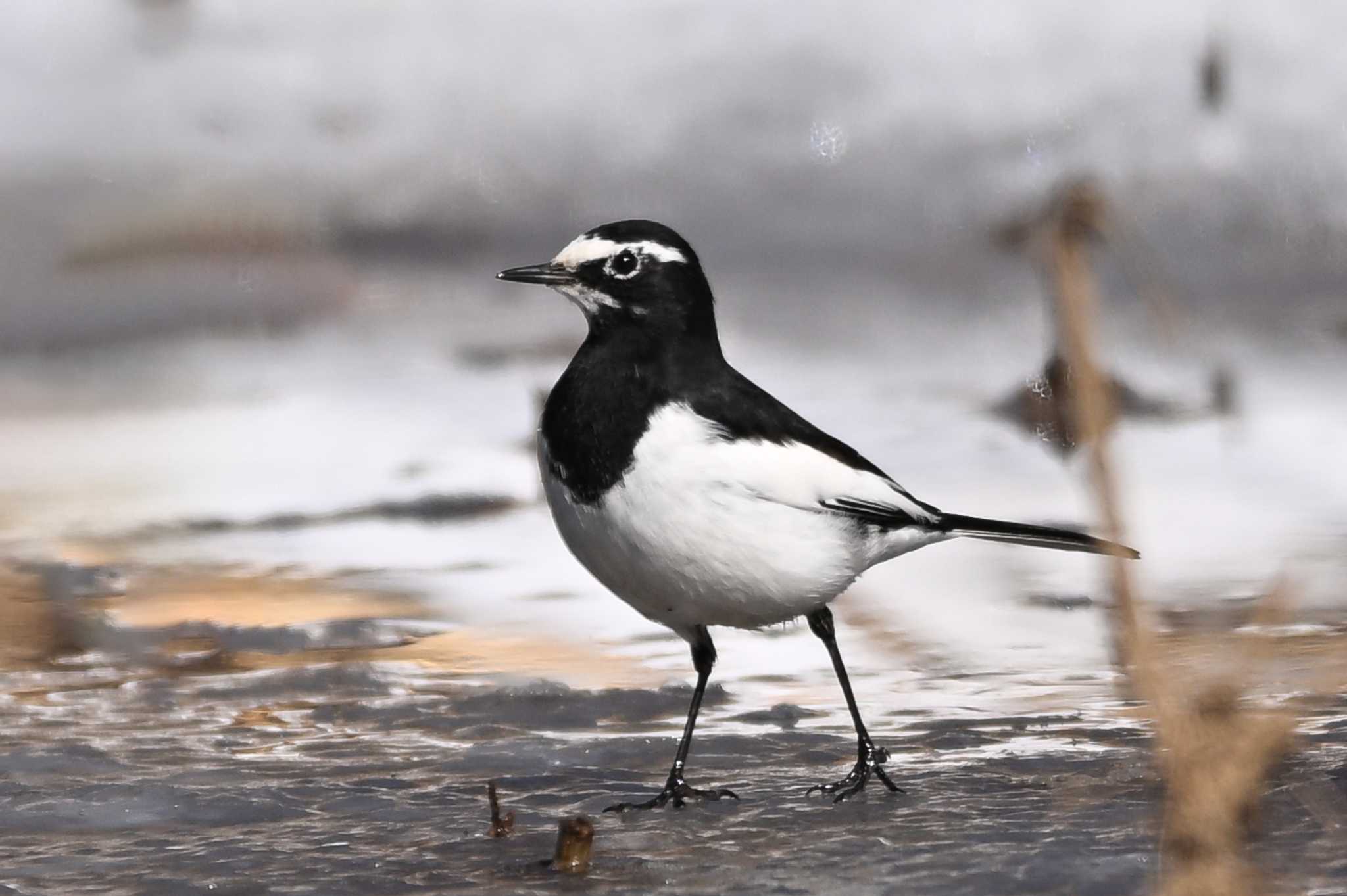 Japanese Wagtail