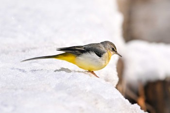 Grey Wagtail Kitamoto Nature Observation Park Wed, 2/7/2024