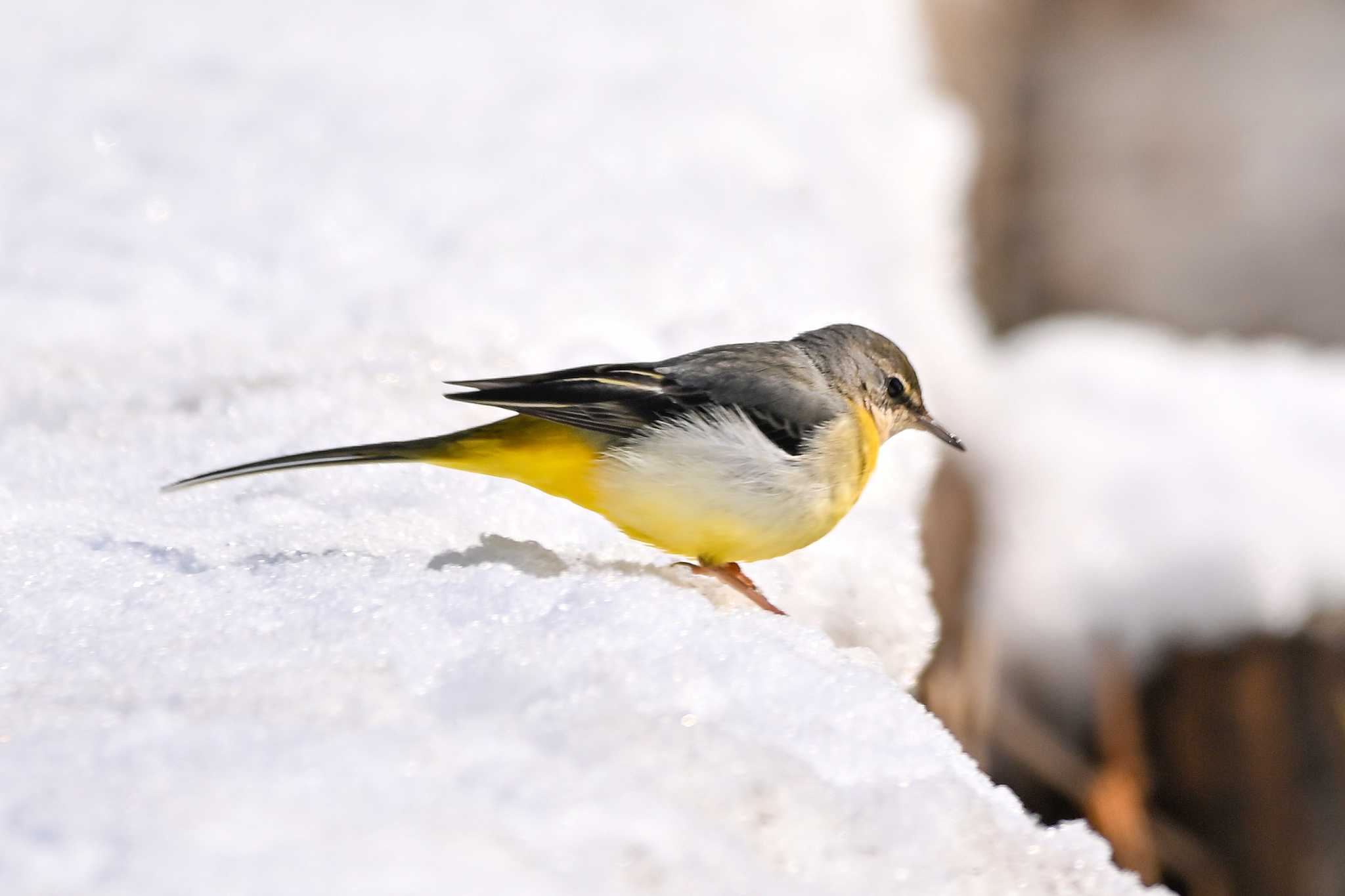 Photo of Grey Wagtail at Kitamoto Nature Observation Park by Yokai