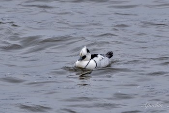 ミコアイサ 渡良瀬遊水地 2024年1月20日(土)