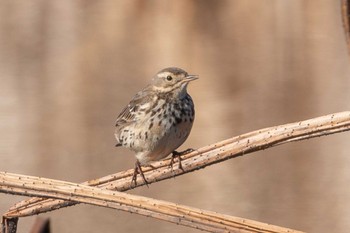 Water Pipit 鶴沼公園 Wed, 2/7/2024