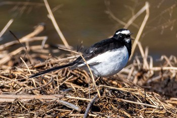 Japanese Wagtail 鶴沼公園 Wed, 2/7/2024