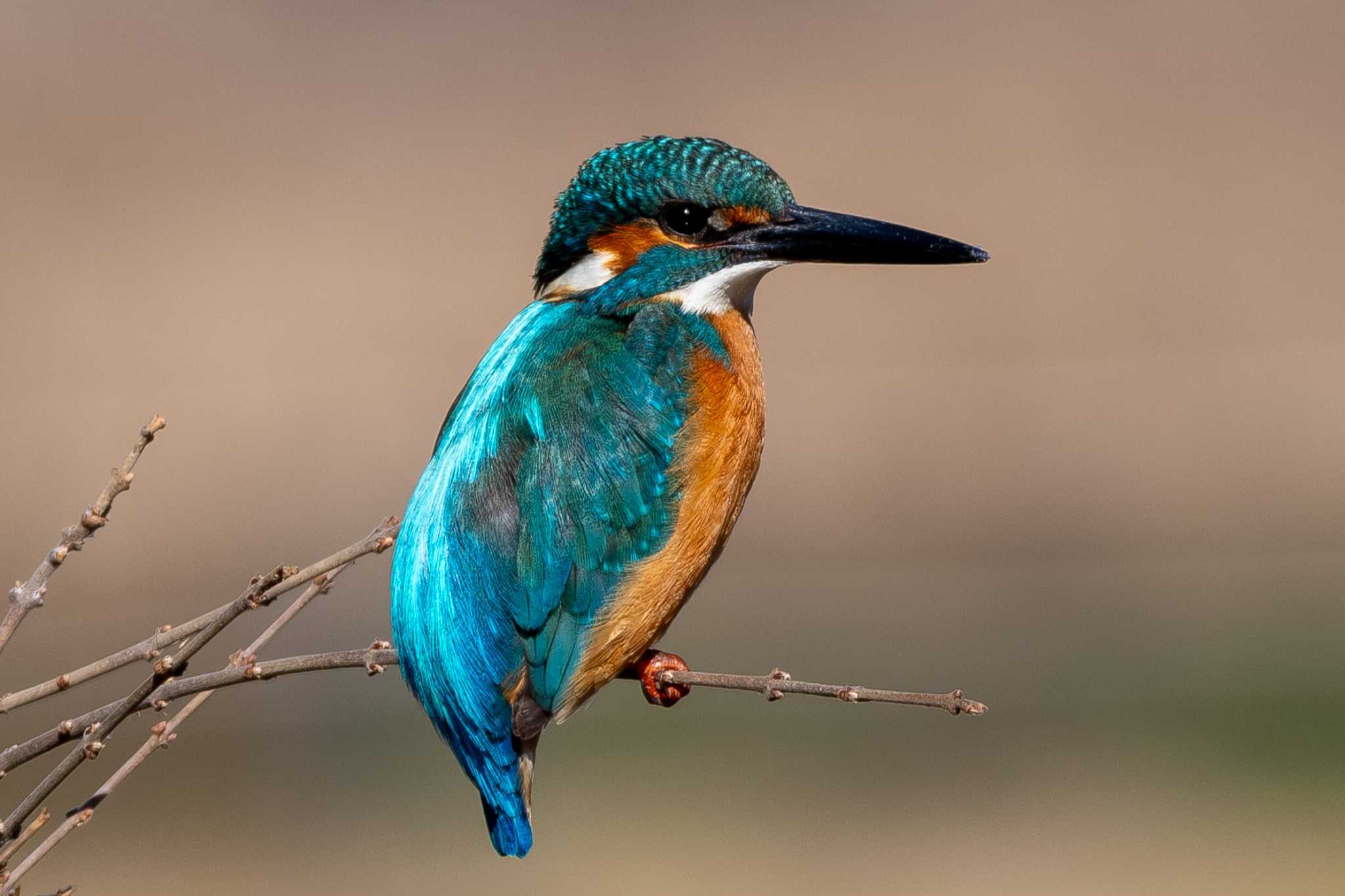 Common Kingfisher