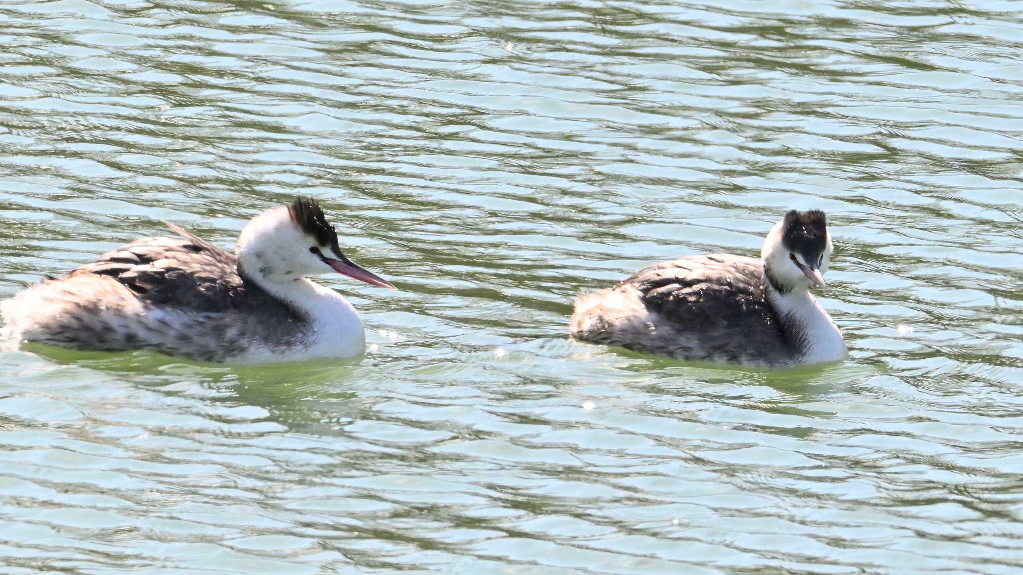 Great Crested Grebe