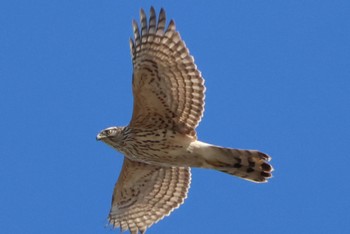 Eurasian Goshawk Mizumoto Park Wed, 2/7/2024