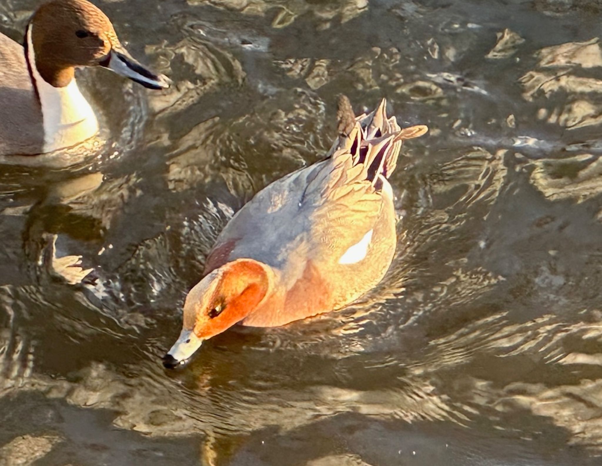 Eurasian Wigeon