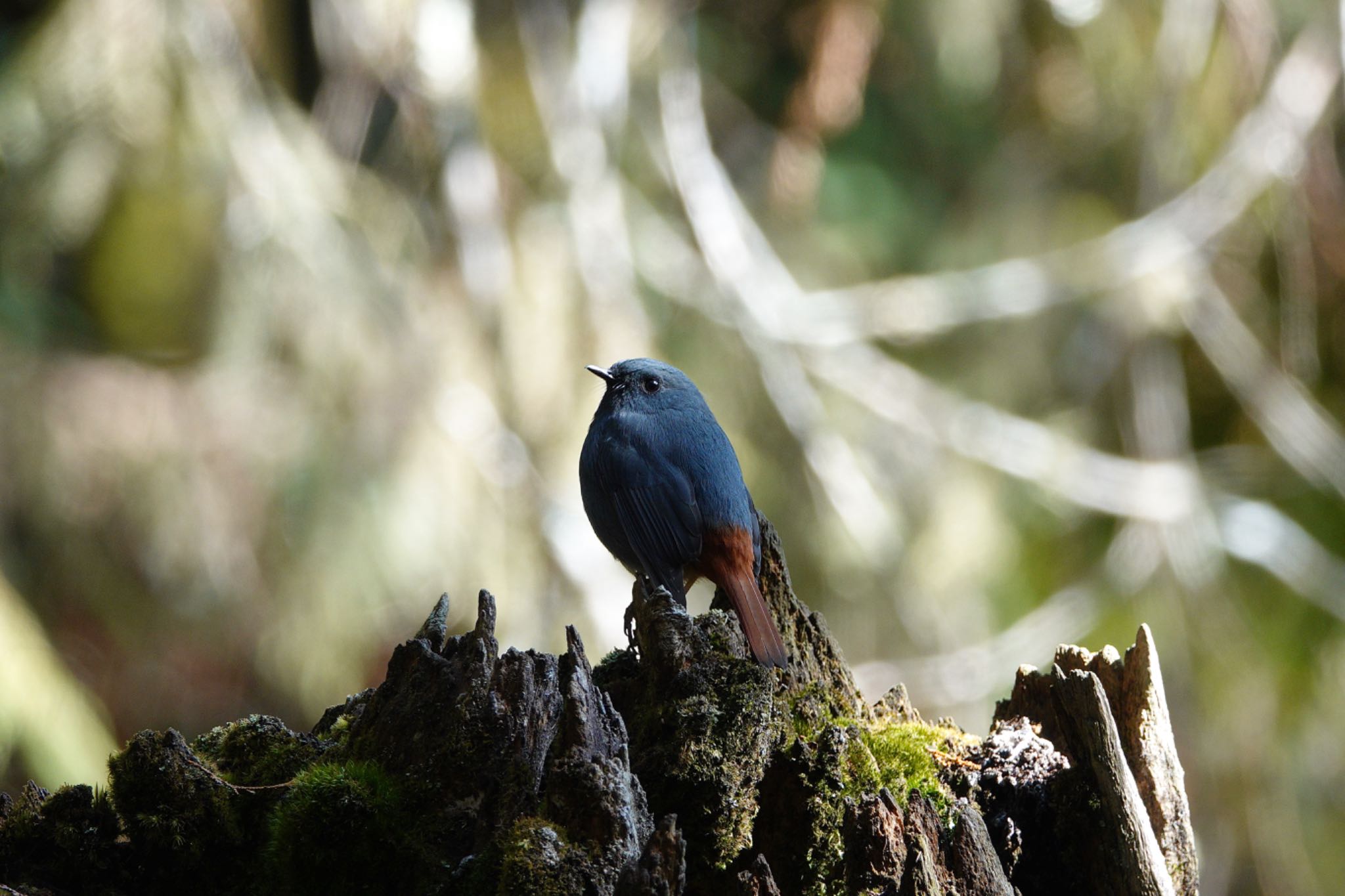 Photo of Plumbeous Water Redstart at 阿里山国家森林遊楽区 by のどか