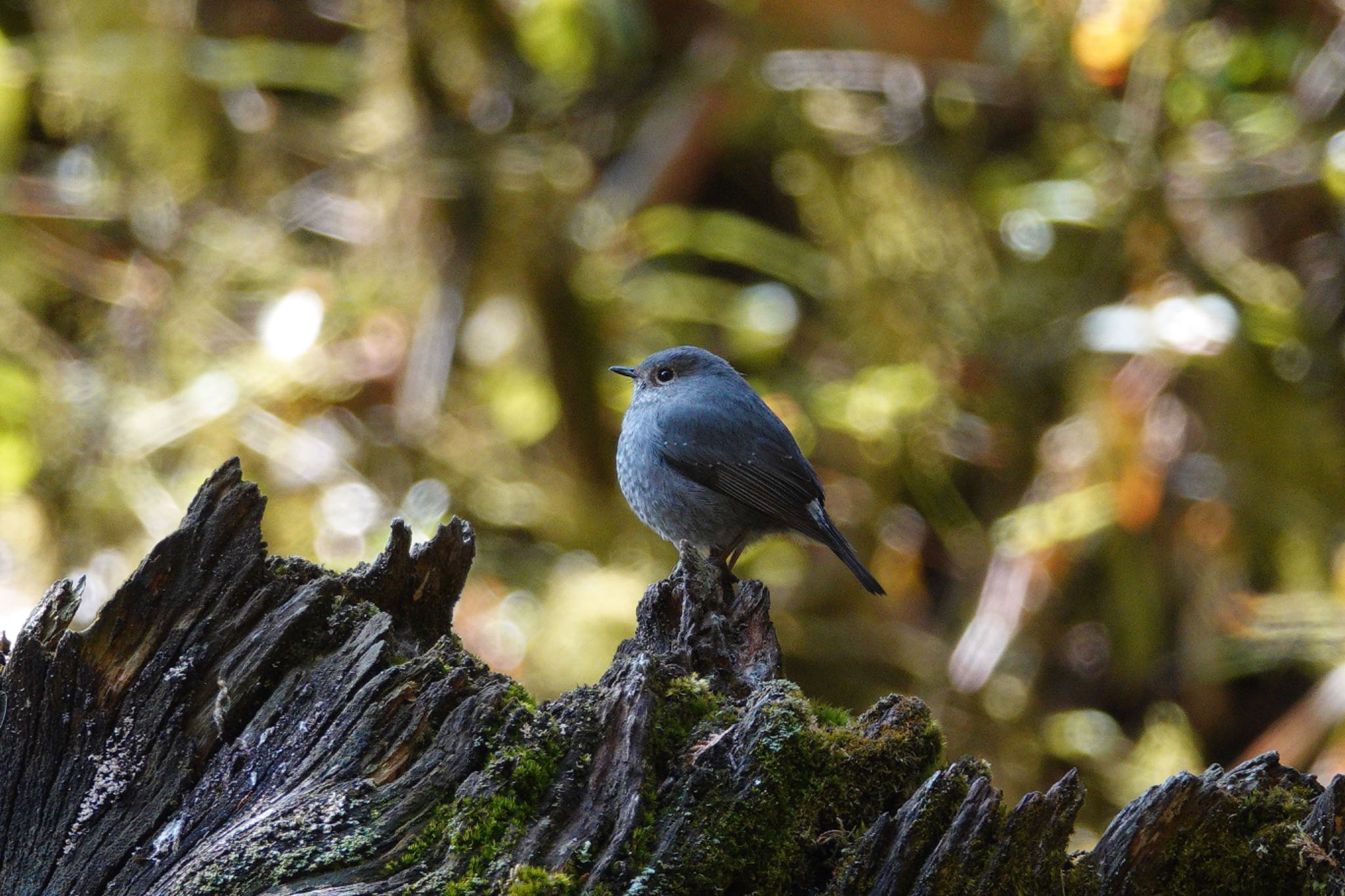 Photo of Plumbeous Water Redstart at 阿里山国家森林遊楽区 by のどか