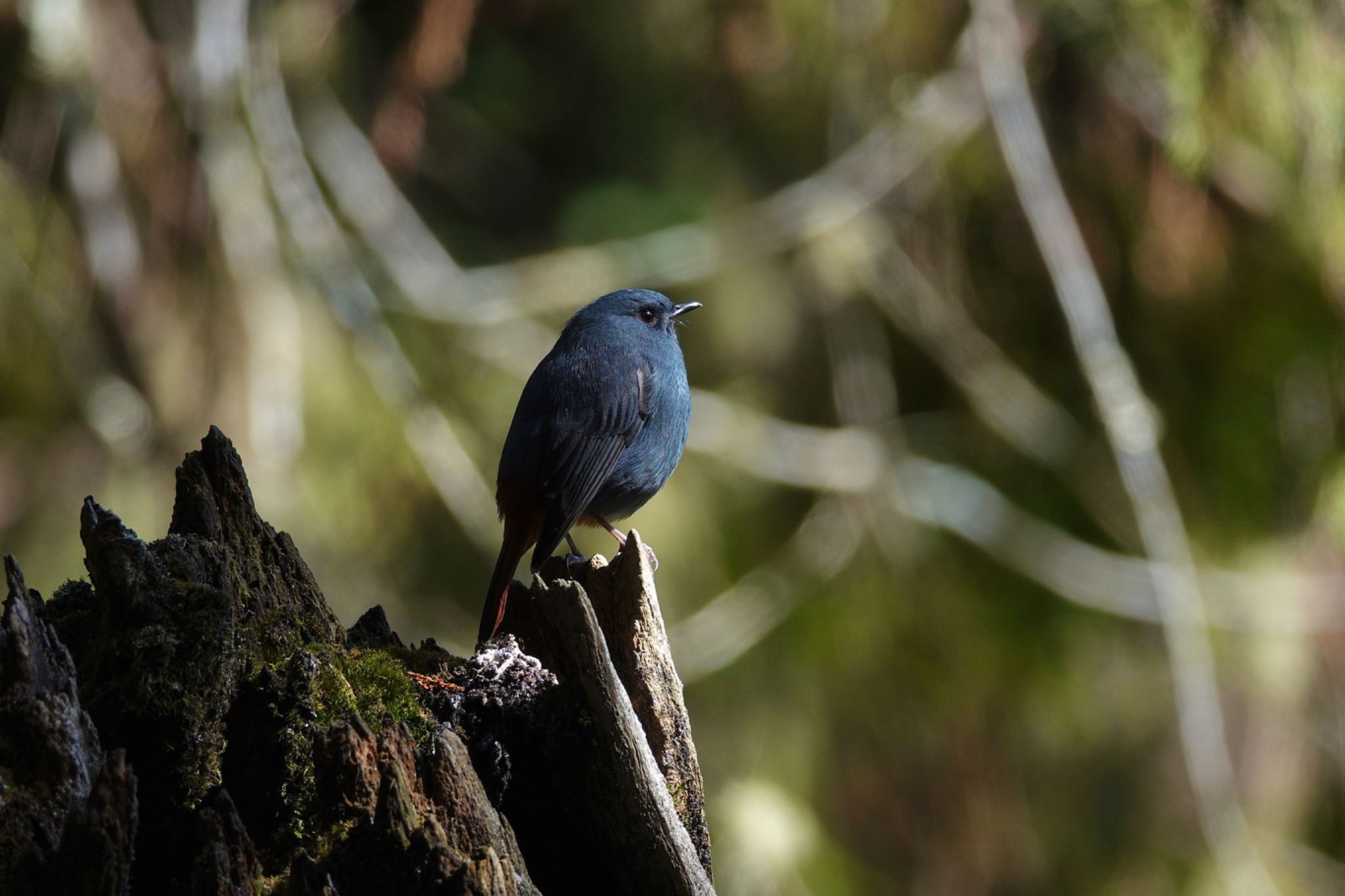 Photo of Plumbeous Water Redstart at 阿里山国家森林遊楽区 by のどか