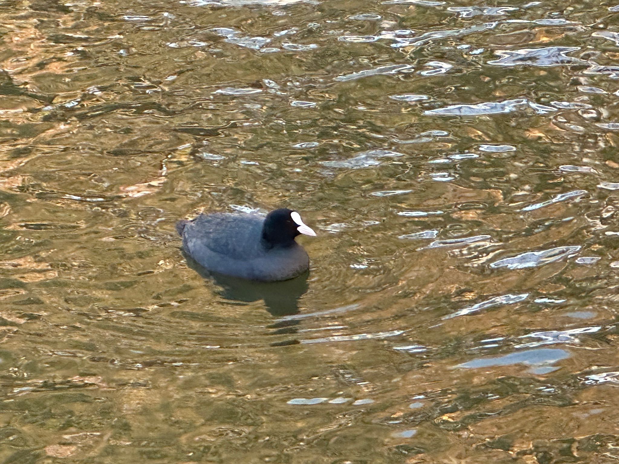 Eurasian Coot