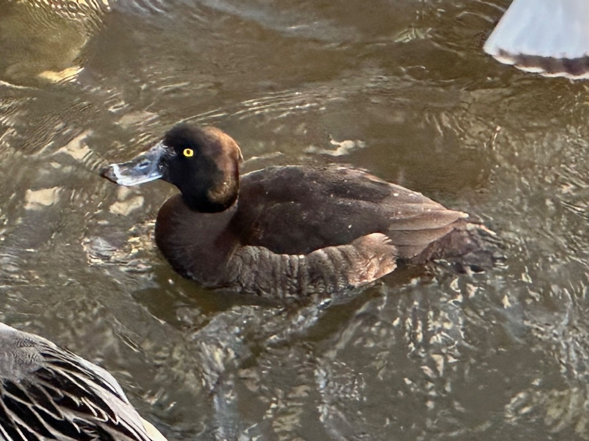 Tufted Duck