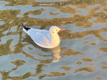 Black-headed Gull 鶴岡八幡宮 Sun, 1/14/2024