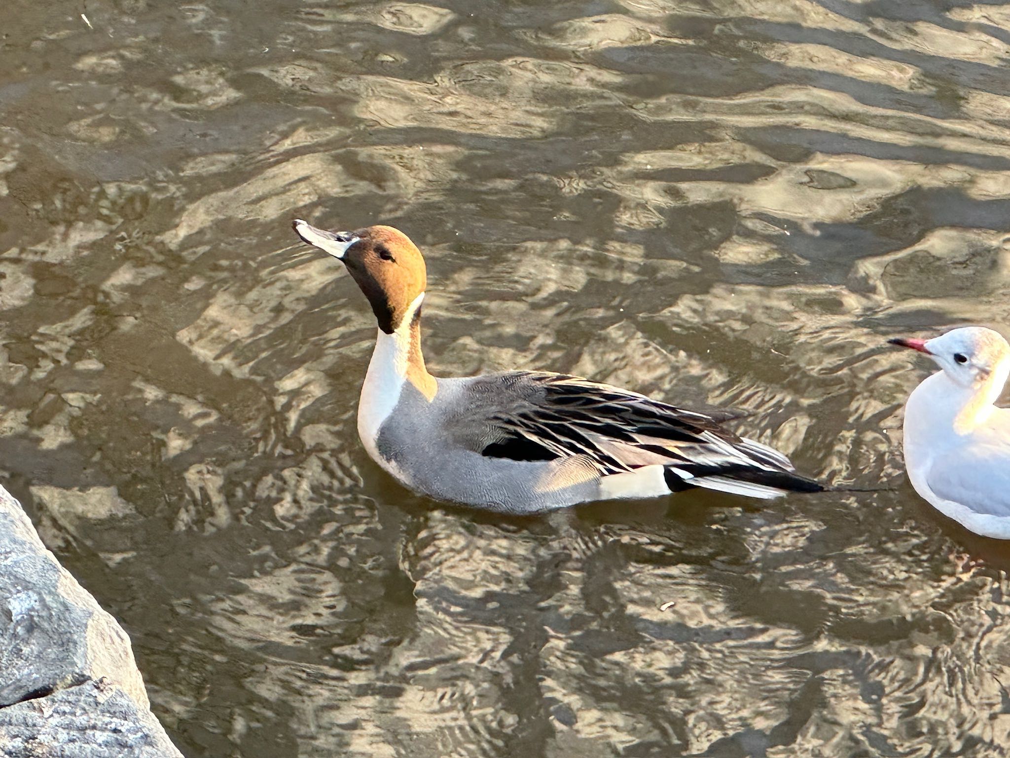 Northern Pintail