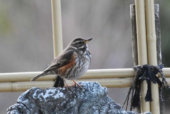 2024年2月3日(土) 愛知県の野鳥観察記録