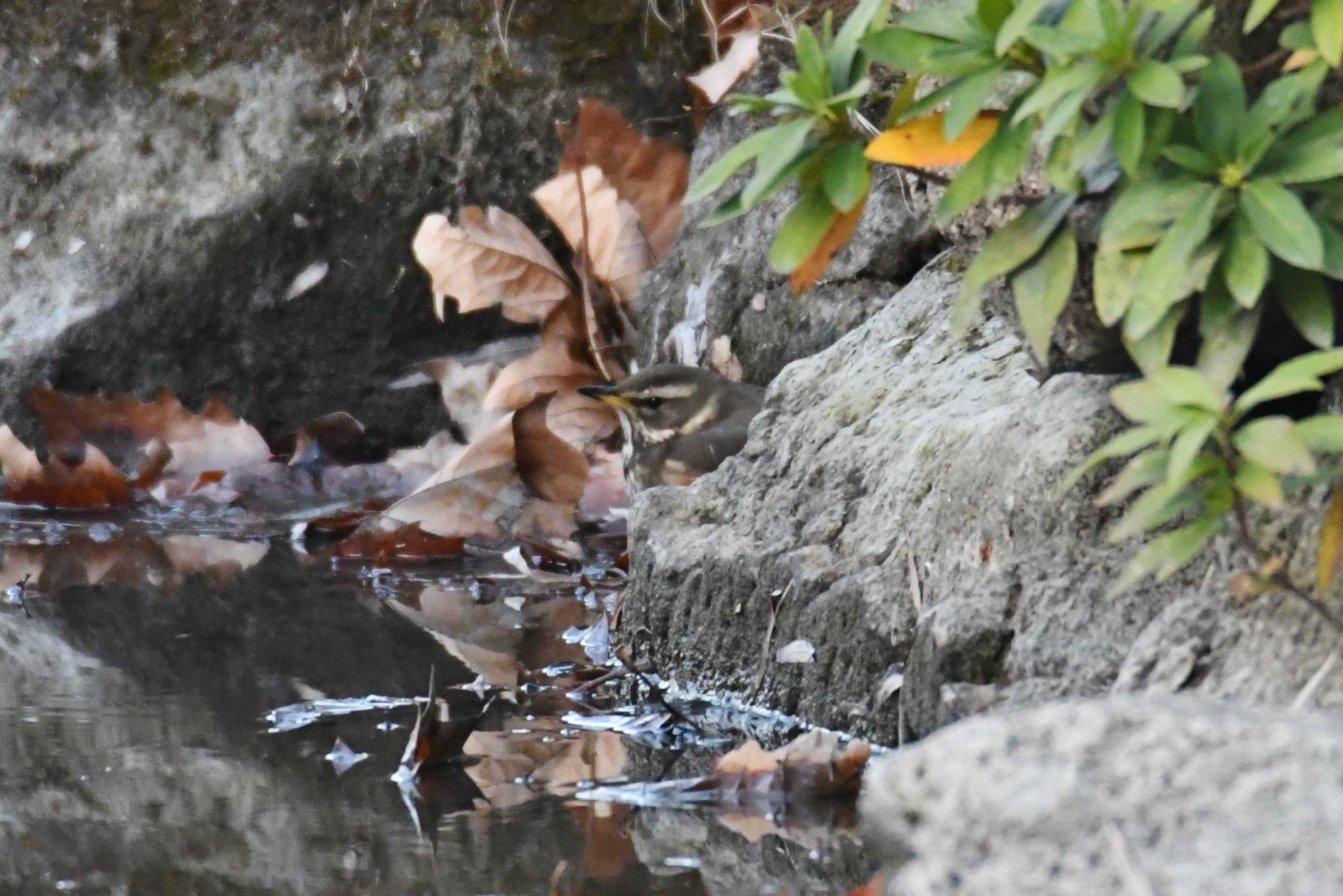 愛知県 ワキアカツグミの写真 by あひる