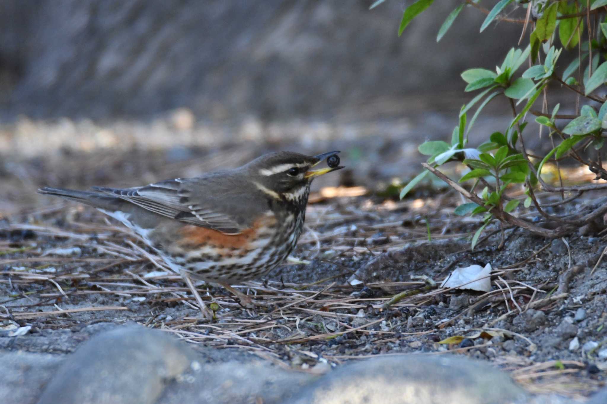 Redwing