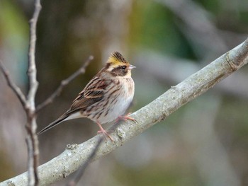 Yellow-throated Bunting 稲佐山公園 Wed, 2/7/2024
