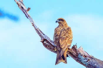 Black Kite Akashi Park Tue, 1/9/2024