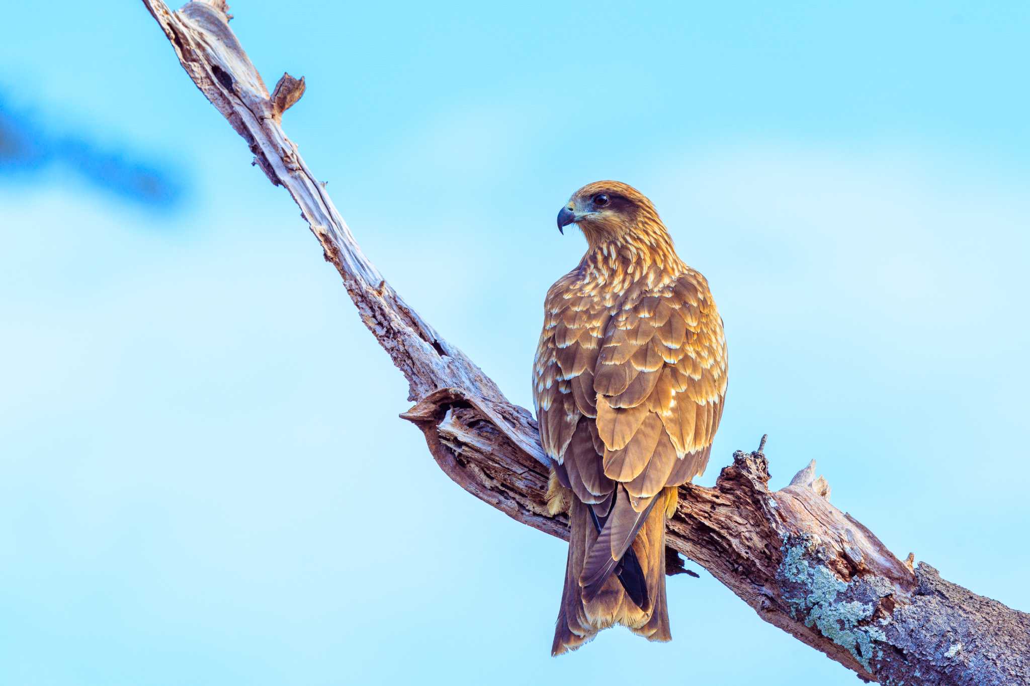 Photo of Black Kite at Akashi Park by ときのたまお