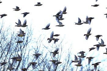 Japanese Waxwing 赤城山 Sun, 2/4/2024