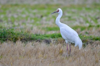 Siberian Crane Unknown Spots Wed, 1/24/2024