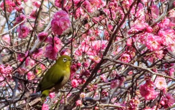 Warbling White-eye 仙川平和公園(三鷹市) Tue, 1/30/2024