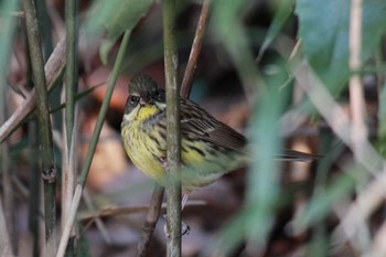 Masked Bunting 大町自然観察園 Wed, 2/7/2024